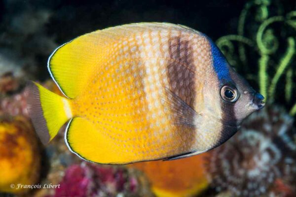 Chaetodon kleinii - South Rinca Island - Indonesië