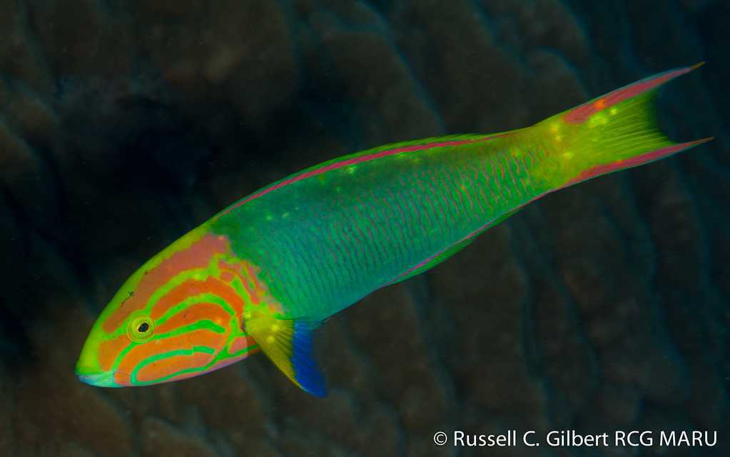 Thalassoma lutescens - Yellow-Brown Wrasse