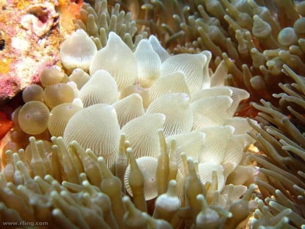 Entacmaea quadricolor - Wit