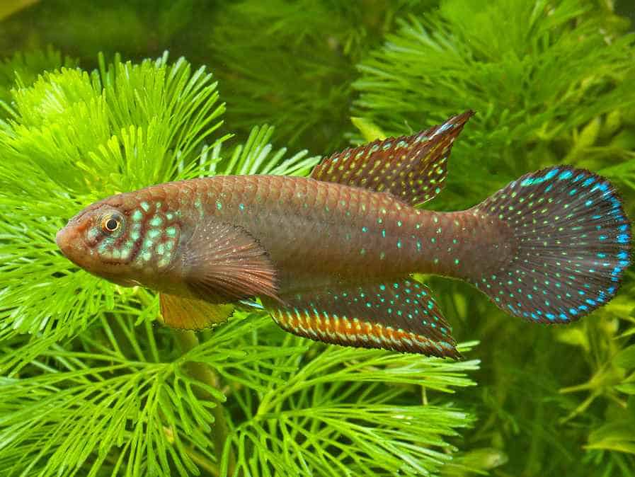 Nematolebias whitei 2 Nematolebias whitei