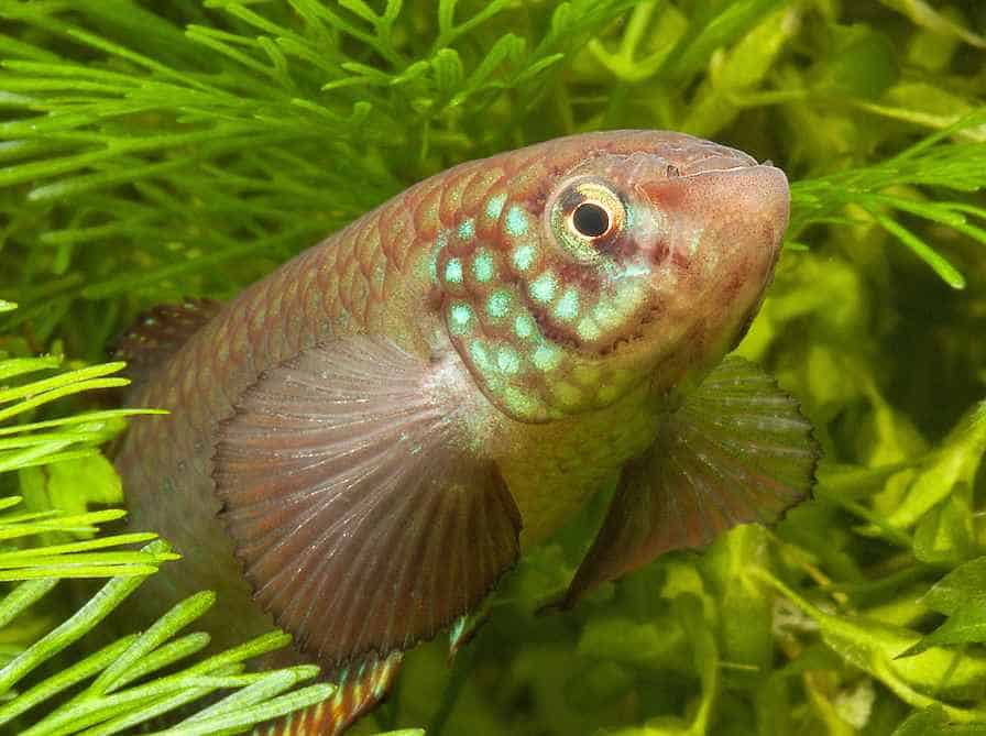 Nematolebias whitei 3 Nematolebias whitei