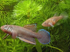 Nematolebias whitei