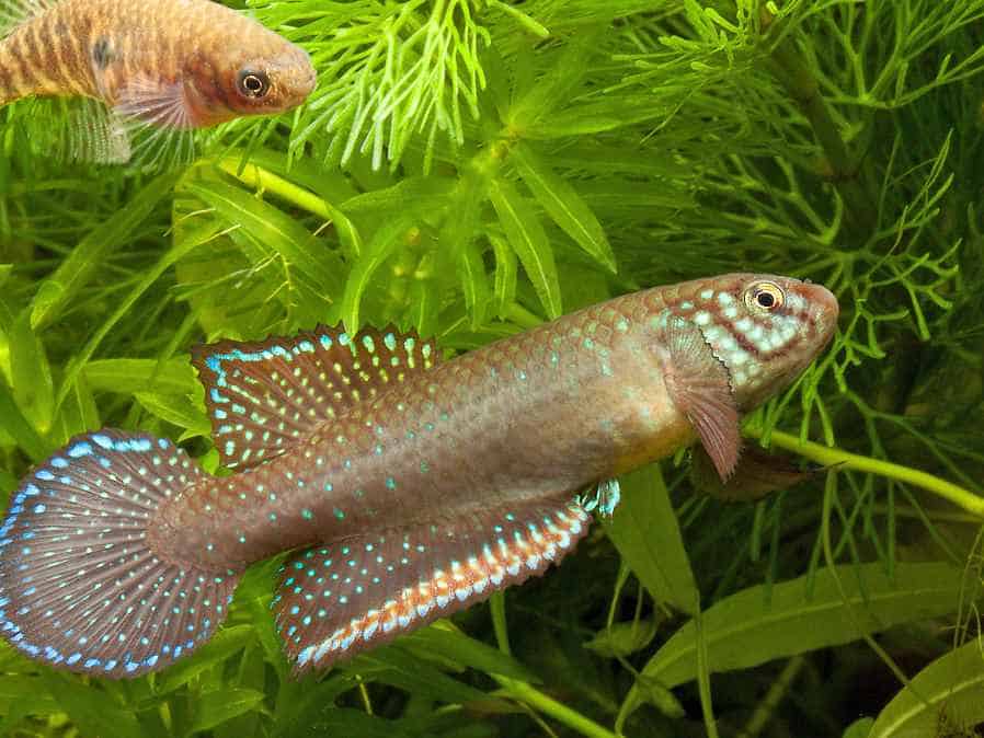 Nematolebias whitei 4 Nematolebias whitei