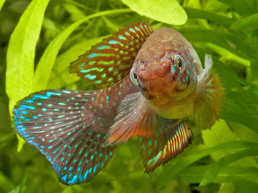 Nematolebias whitei 5 Nematolebias whitei