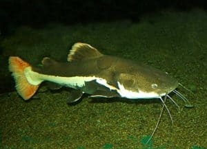 Phractocephalus hemioliopterus - Roodstaartmeerval