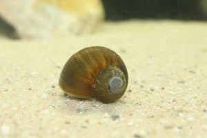Lanistes nyassanus - Malawislak