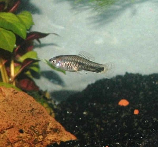 Xiphophorus meyeri