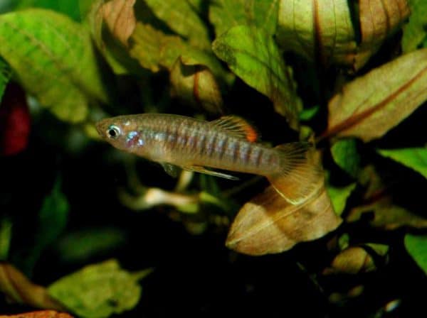 Brachyrhaphis hartwegi - man