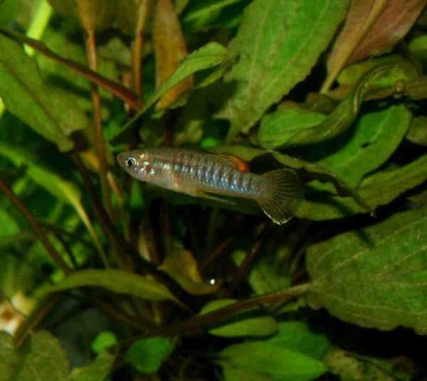 Brachyrhaphis hartwegi - man