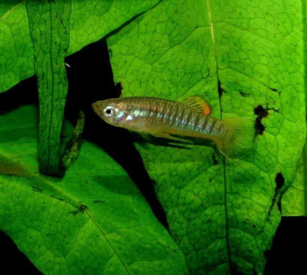 Brachyrhaphis hartwegi - Man