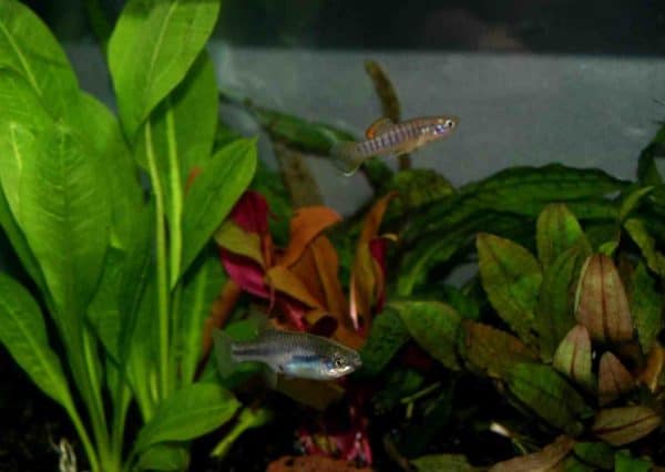 Brachyrhaphis hartwegi man en Skiffia lermae vrouw