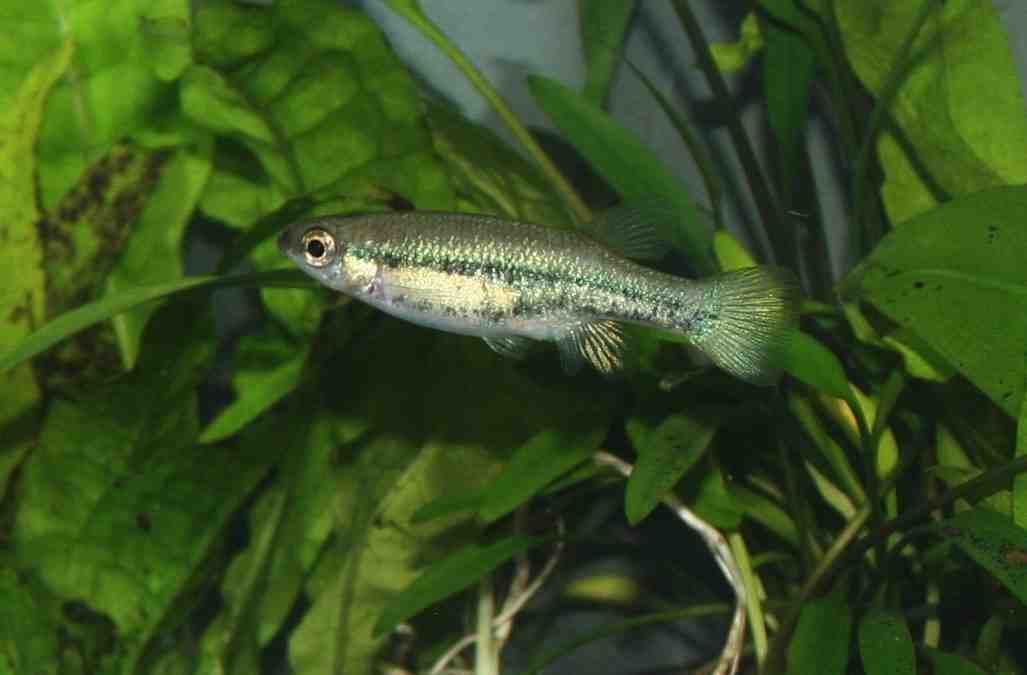 Ataeniobius toweri