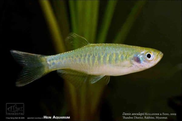 Danio aesculapii - Afbeelding 3
