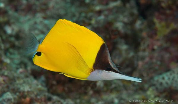 Forcipiger flavissimus - Gele Pincetvis