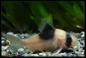 Corydoras sp. CW51
