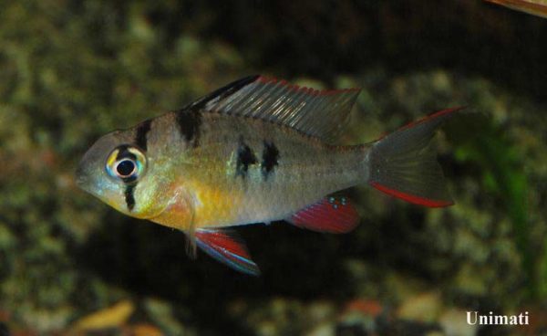 Mikrogeophagus altispinosus