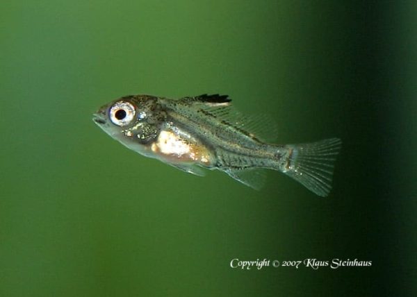 Mikrogeophagus altispinosus - juveniel
