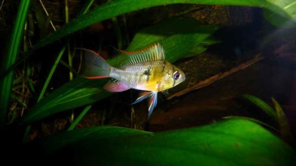 Mikrogeophagus altispinosus - Man