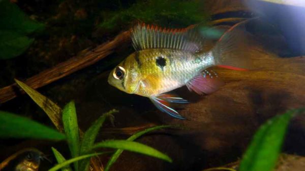 Mikrogeophagus altispinosus - Man