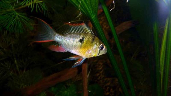 Mikrogeophagus altispinosus - Man