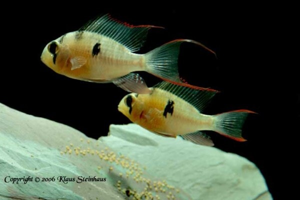 Mikrogeophagus altispinosus - met eieren