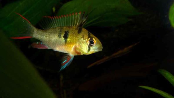 Mikrogeophagus altispinosus - Vrouw