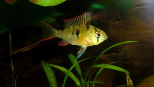 Mikrogeophagus altispinosus - Vrouw