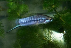 Xiphophorus multilineatus