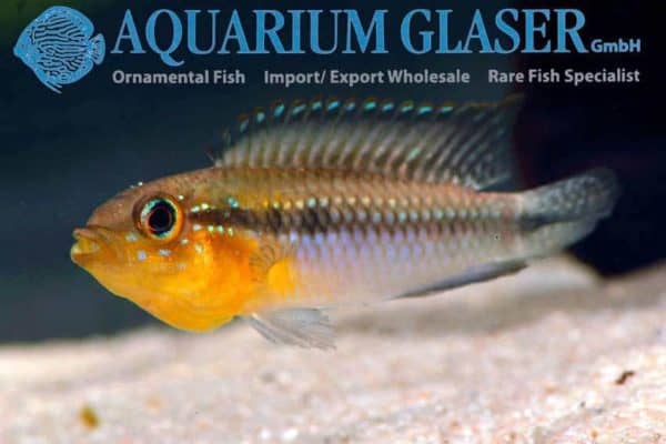 Apistogramma gephyra - Wildvang
