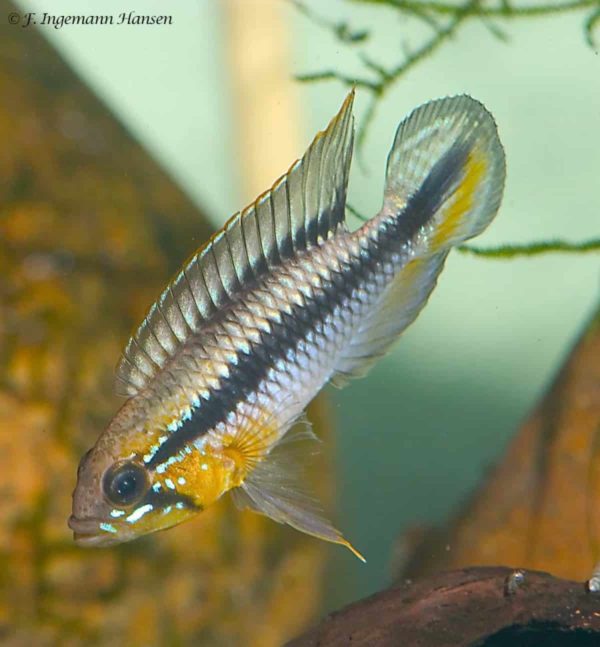 Apistogramma gephyra