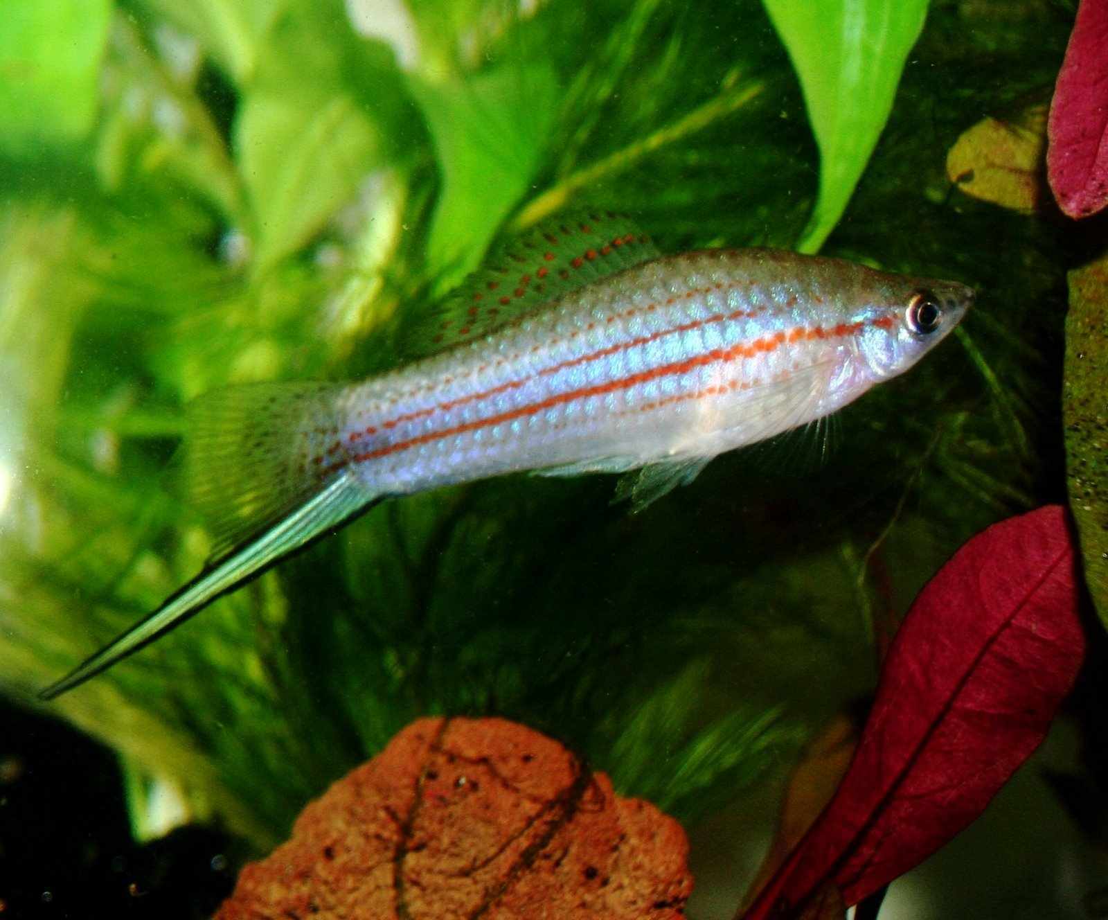 Xiphophorus mayae