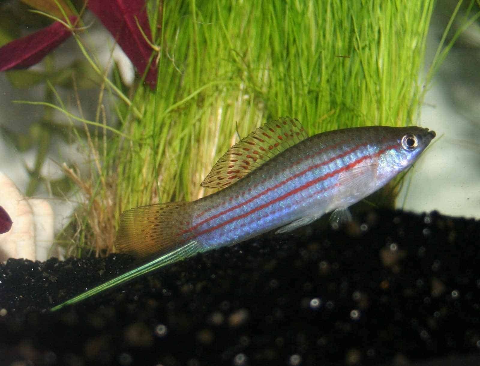 Xiphophorus mayae