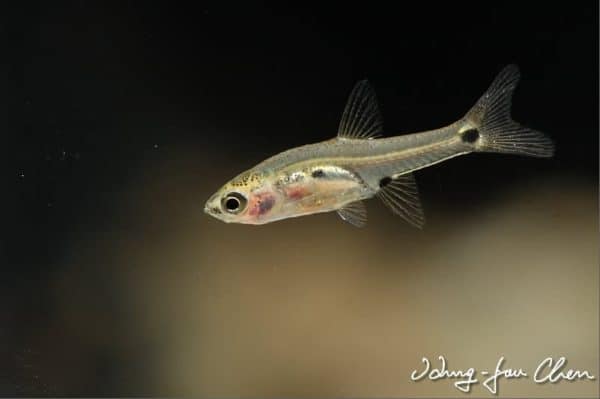 Boraras micros