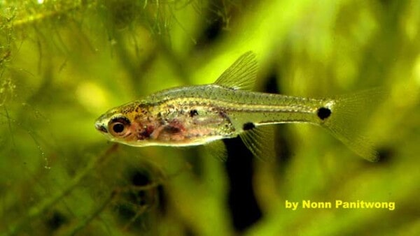 Boraras micros