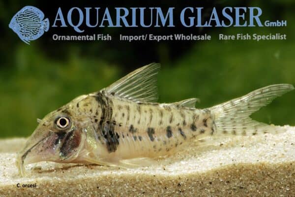 Corydoras orcesi