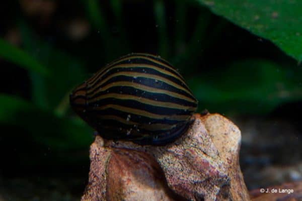 Neritina natalensis - Zebra Renslak