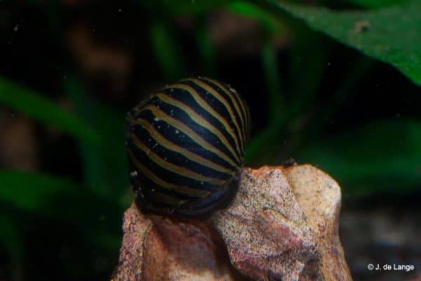 Neritina natalensis - Zebra Renslak