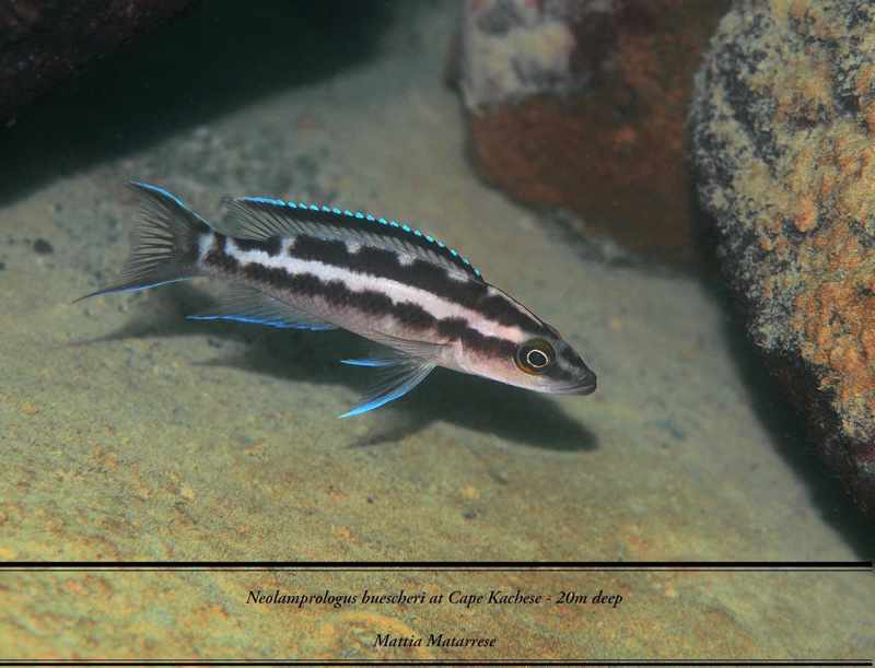 Neolamprologus buescheri - Cape Kachese