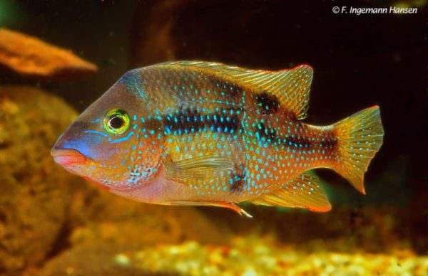Astatheros altifrons