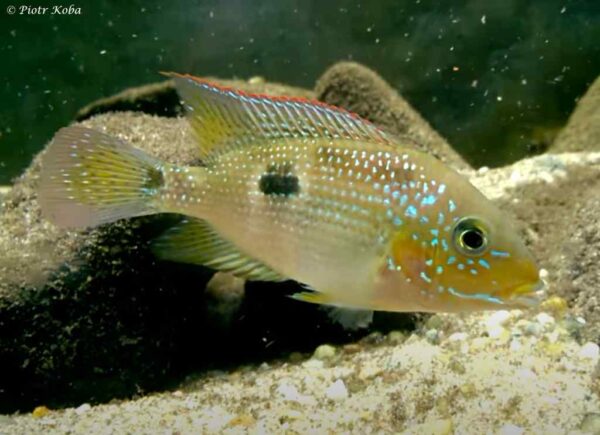 Cribroheros rhytisma