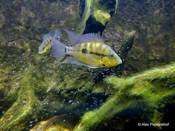 Thorichthys pasionis