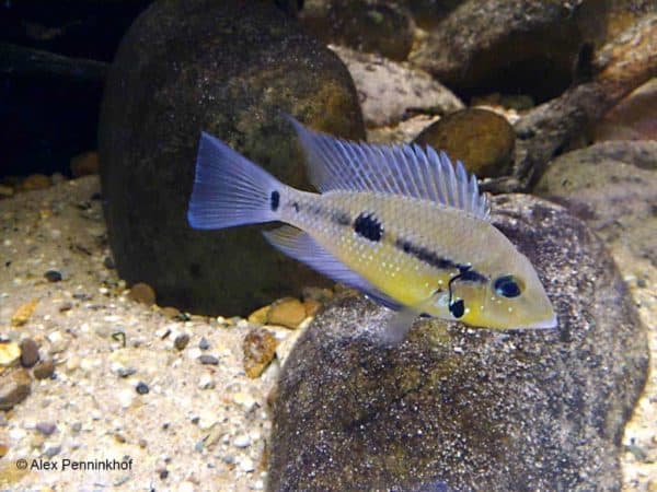 Thorichthys pasionis