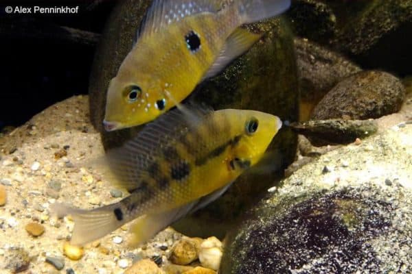 Thorichthys pasionis