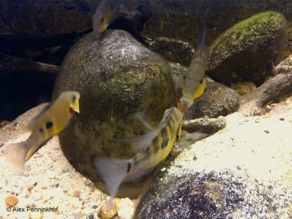 Thorichthys pasionis