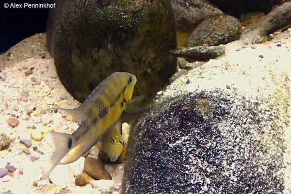 Thorichthys pasionis