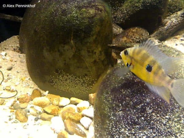 Thorichthys pasionis