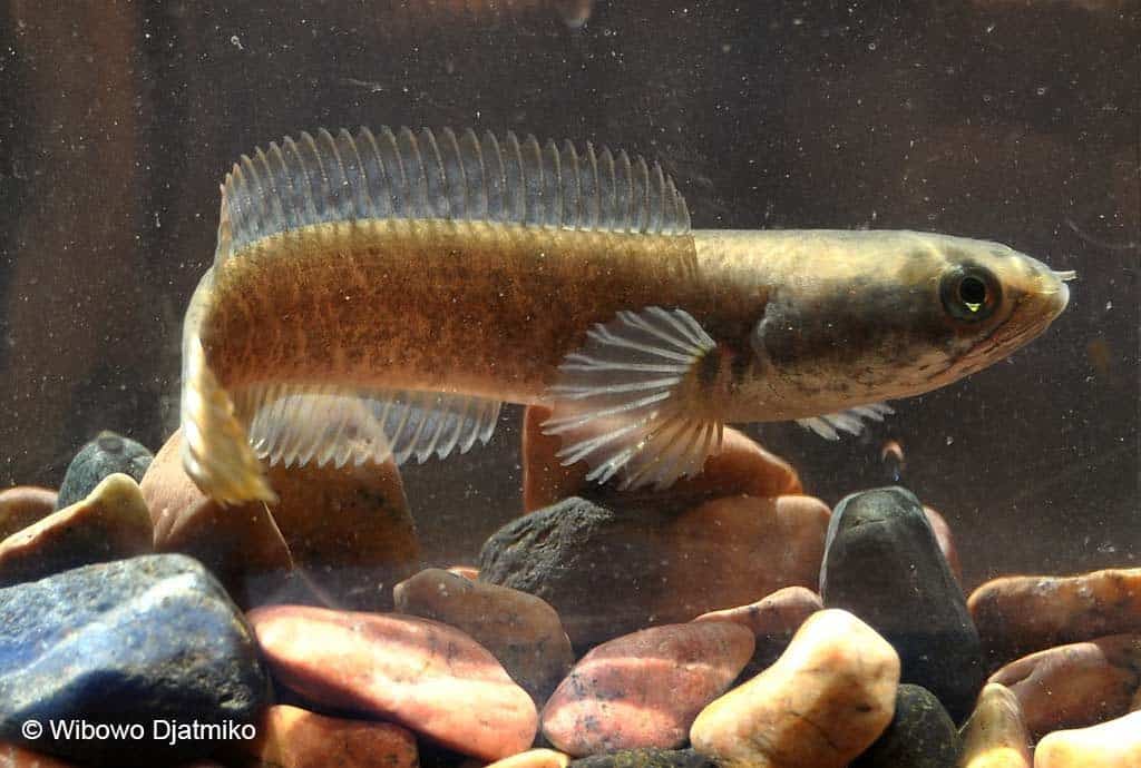Channa gachua - Brown Dwarf Snakehead