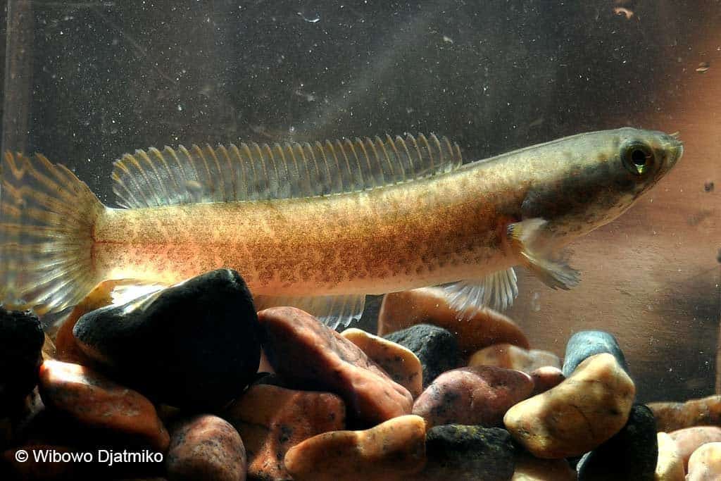 Channa gachua - Brown Dwarf Snakehead