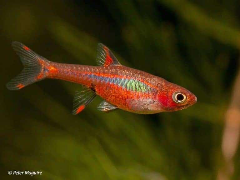 Boraras brigittae – Chili Rasbora – Mosquito Rasbora - AquaInfo