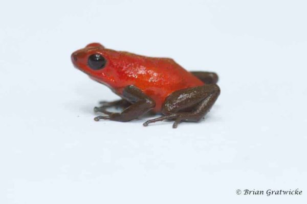 Oophaga pumilio - Aardbeikikker